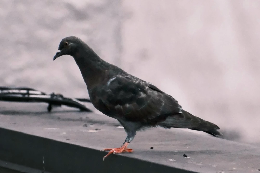 02-pigeon-on-ledge.jpg