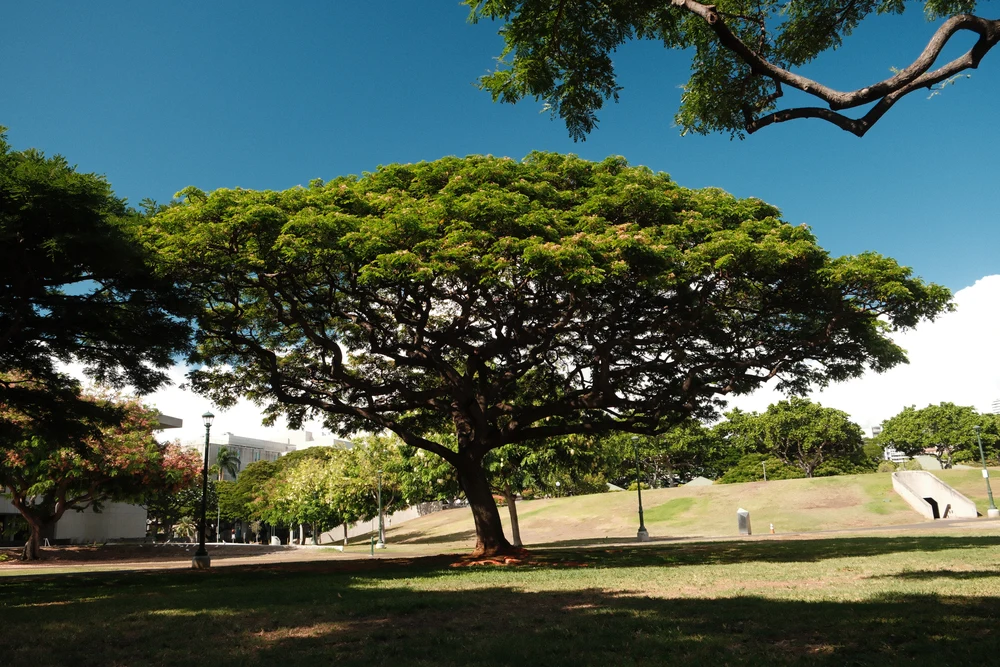 Oahu — photo 3