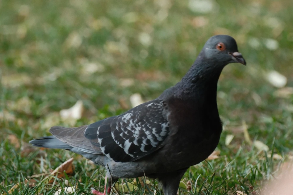 01-pigeon-on-grass.jpg